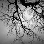 shadow-tree-2798488_960_720
