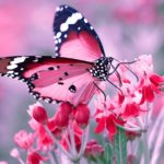 butterfly-wallpaper-high-quality-For-Desktop-Wallpaper