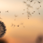 fundo-psicopatologia2