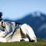 As 9 Melhores Frases Mulheres que Correm com os Lobos, Um Livro, Um Fenômeno 1